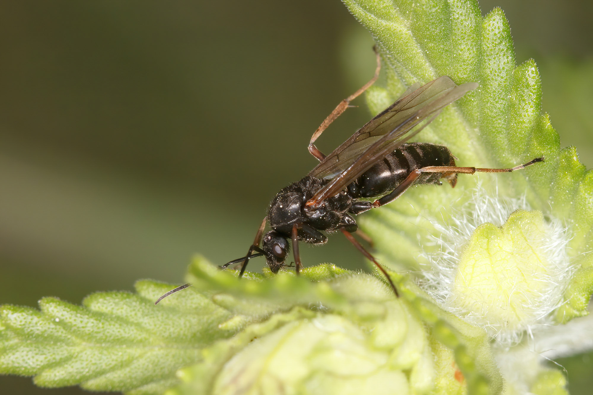 Formica sp